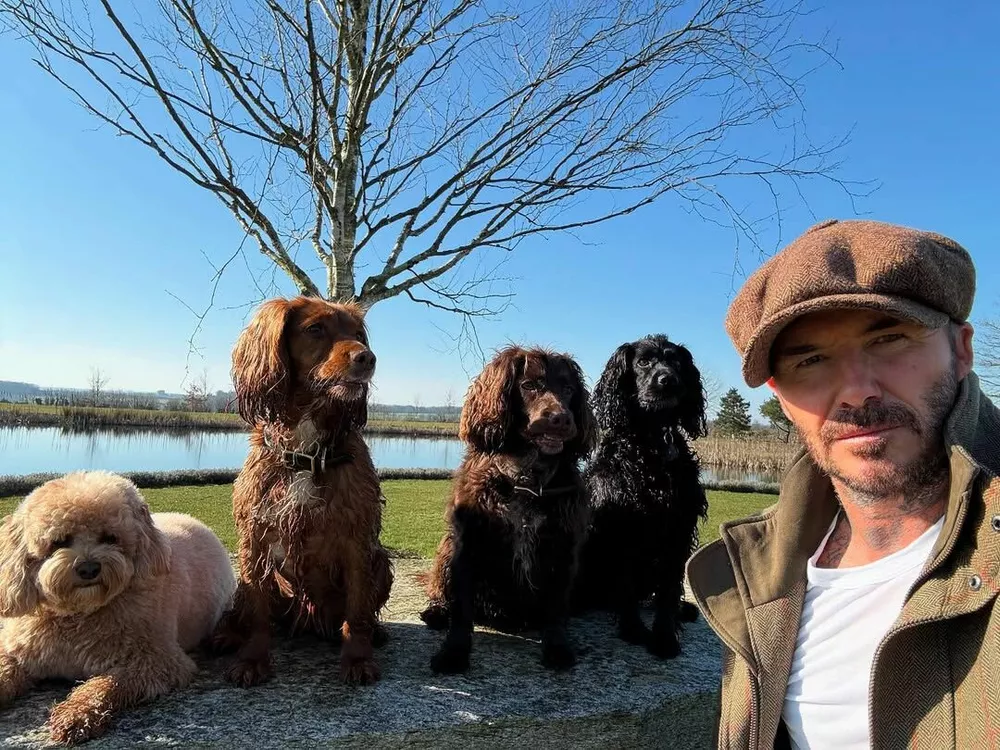 Дэвид Бекхэм