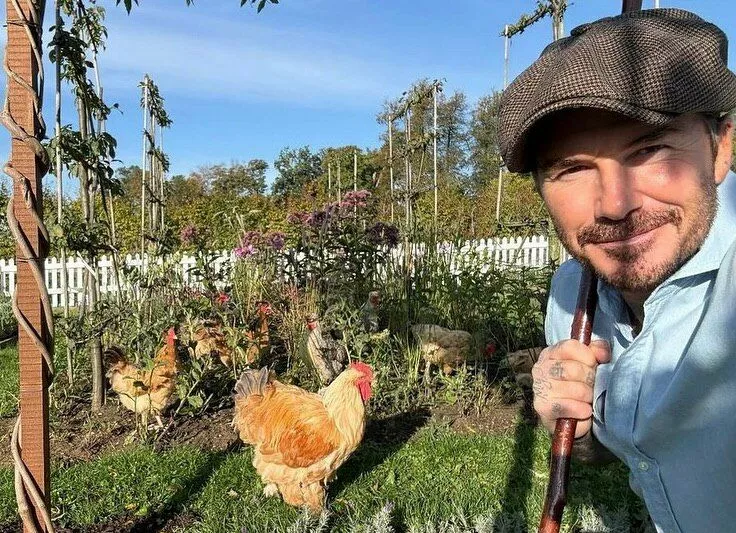 Дэвид Бекхэм станет главным редактором журнала о сельской жизни