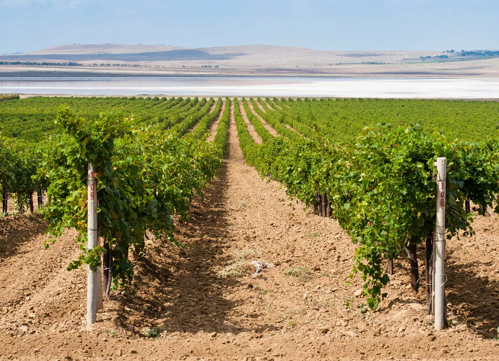 Как спланировать свое первое энопутешествие: маршрут для тех, кто хочет все и сразу