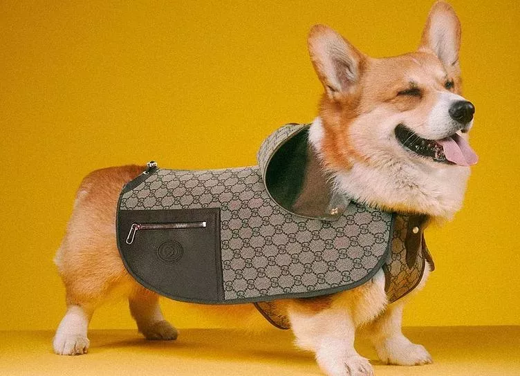 Кендалл Дженнер для Prada, собачки и котики – для Gucci: дайджест fashion-новостей недели